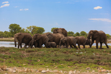 Fototapeta na wymiar Herd of elephants