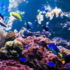 beautiful underwater world with corals and tropical fish