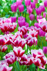 Tulip. Beautiful tulips. colorful tulips. tulips in spring,colou
