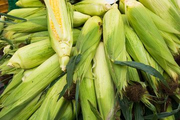 fresh green corn.  corn with leaves