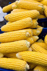 fresh corn.  yellow corn background