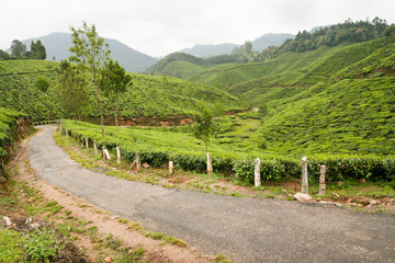 Fototapeta na wymiar Tea plantations munnar india