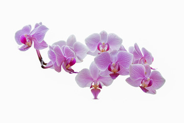 Fototapeta na wymiar Purple orchids on white