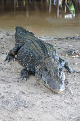 Fototapeta premium Caiman (Caimaninae) at Yacuma river. Madidi National Park, Bolivia