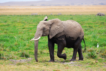 Fototapeta na wymiar Adult African elephant in the swamp