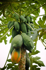 Happy papaya trees on the lot.