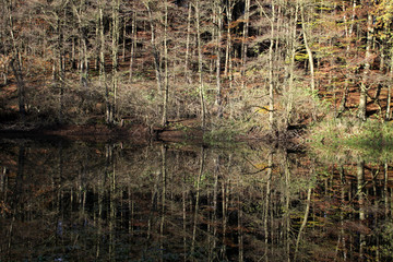 Herbstlicher Teich in einem Buchenwald