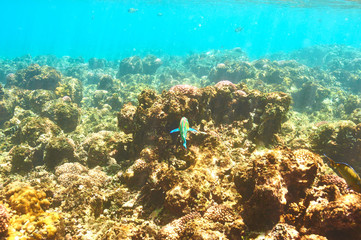 Coral reef and fish