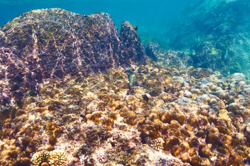 Coral reef and fish