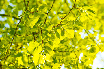 Green leaves background