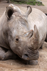 Fototapeta premium Breitmaulnashorn