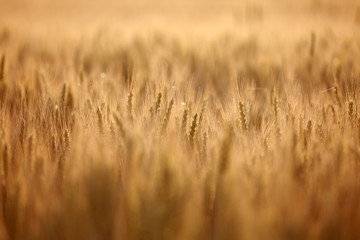 Getreidefeld bei Sonnenaufgang