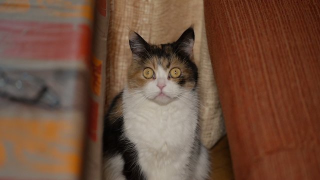 GATO HEMBRA SIMETR&Iacute;A
Plano fijo c&aacute;mara en mano dslr, 