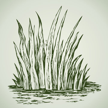 Green grass. Vector drawing