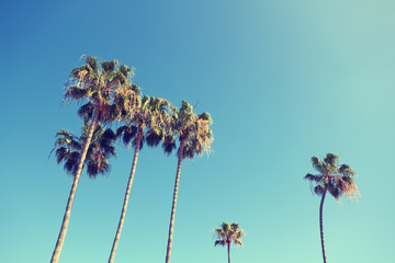 Californische palmbomen in retrostijl