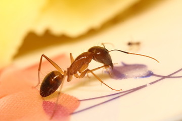 Small ant