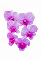 Purple orchids on white