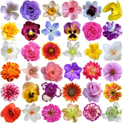 Tafelkleed Grote selectie van verschillende bloemen geïsoleerd op een witte achtergrond © o_april