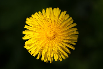 Common dandelion (Taraxacum officinale)