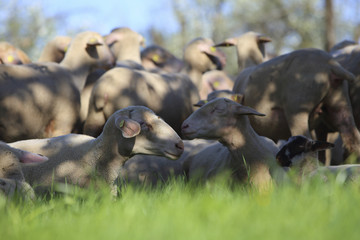 Fototapeta premium flock of sheep