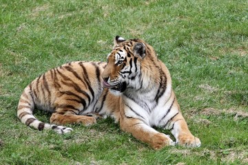 Fototapeta na wymiar Tiger 
