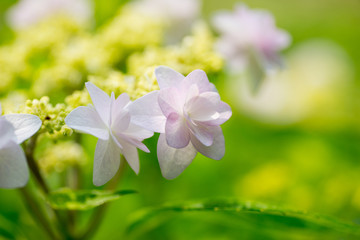 紫陽花
