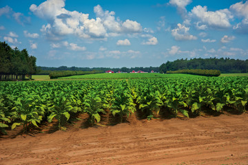 Fototapeta na wymiar Tobacco Farm