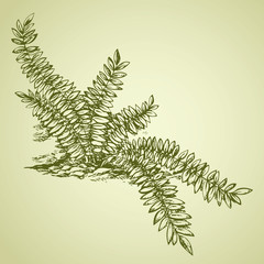 Naklejka premium Fern. Vector drawing