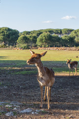 Daino, Duna Deniglia, Italia.