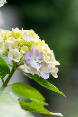 紫陽花
