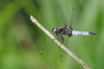 Libellula fulva
