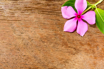 Vinca flower on wood board background