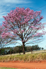 Astorga, Paran&aacute;