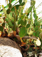Cacti