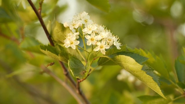 FLORES MOSCA AVISPA 
Avispa expulsa a mosca de flores