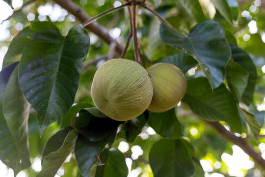 Green santol meliaceae thai fruit on tree.