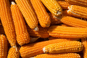 Corn background