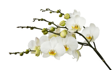 White orchid on white isolated background