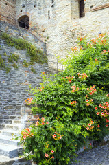 Serralunga d’Alba, castle detail. Color image