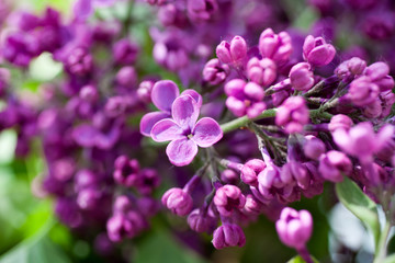 Fototapeta na wymiar Lilac