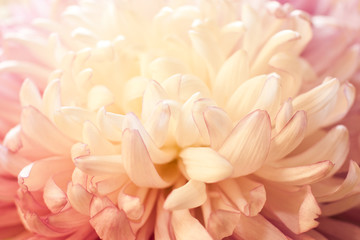 Flower petals closeup