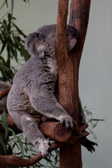 Koala schläft am Baum