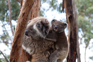 Koala klettert auf Baum