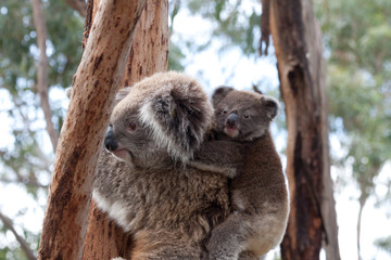 Koala klettert auf Baum