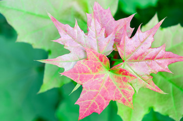 Pink maple leaves