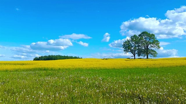 Beautiful summer landscape of meadows with trees. Lithuania
