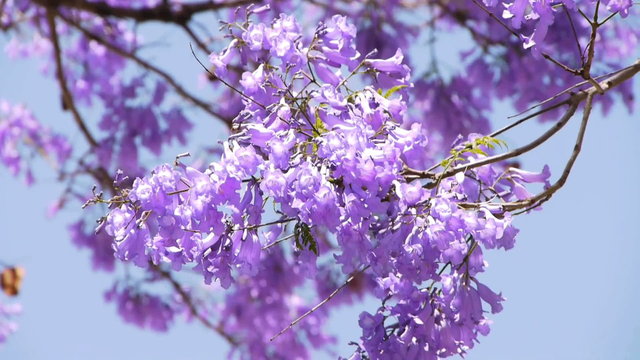 Jacaranda Tree at full bloom in Southern California streets