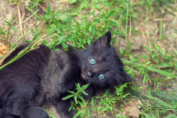 Little kitten on green lawn