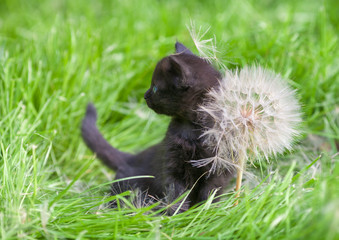 Naklejka na ściany i meble Little kitten with big dandelion with seeds