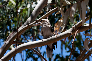 Kookaburra im Baum